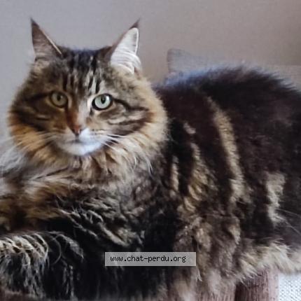 Foto 1/1 Rey Chat perdido en St coulomb