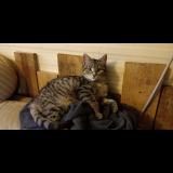 Foto del gato perdido en Saint Cere