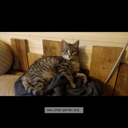 Foto 1/1 Mistouille Chat perdido en Saint cere