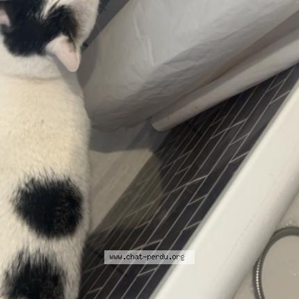 Foto 1/1 Doudou Chat perdido en Orly