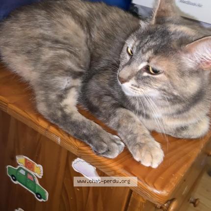 Foto 1/1 Maya Chat perdido en Montmagny