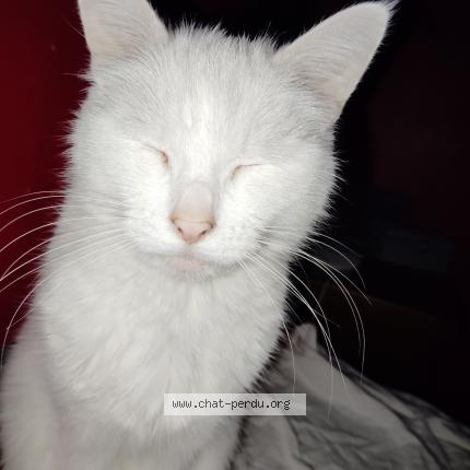 Foto 1/1 Kitty Chat perdido en La ferte milon