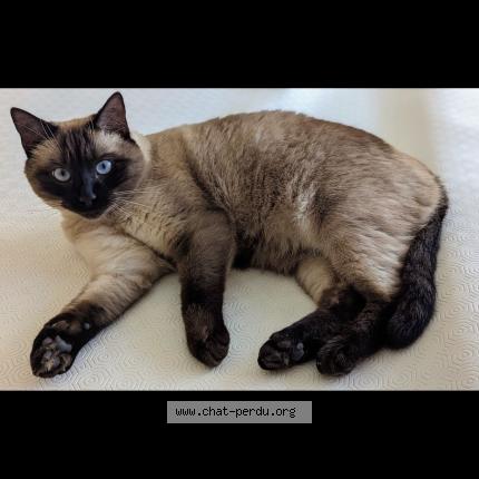Foto 1/2 Podkol Chat perdido en Chantilly