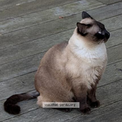 Foto 2/2 Podkol Chat perdido en Chantilly