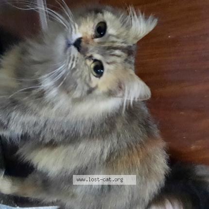 Foto 1/1 Gato encontrado Encontrado en Islamabad