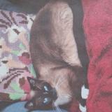 Foto del gato perdido en Targon