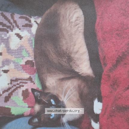 Foto 1/1 Mya Chat perdido en Targon