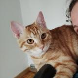 Foto del gato perdido en Villeurbanne