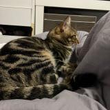 Foto del gato perdido en Tours