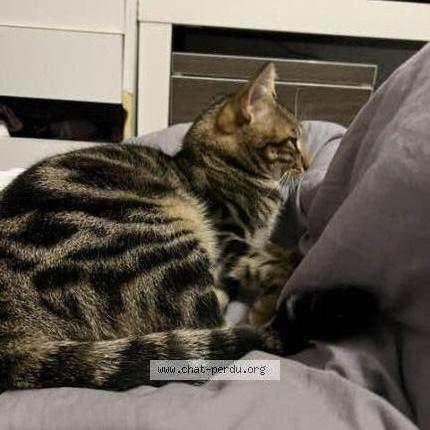 Foto 1/2 Gert Chat perdido en Tours