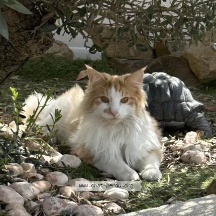 Foto 1/1 Willy Chat perdido en La garde