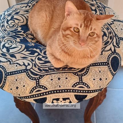 Foto 1/1 Hélios Chat perdido en Eus