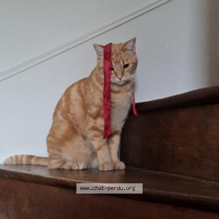 Foto 1/1 Félicis Chat perdido en Bauge en anjou