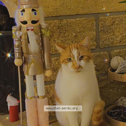 Foto 1/1 Simba Chat perdido en La roche sur yon