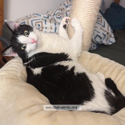 Foto 1/1 DOMI Chat perdido en Locoal mendon