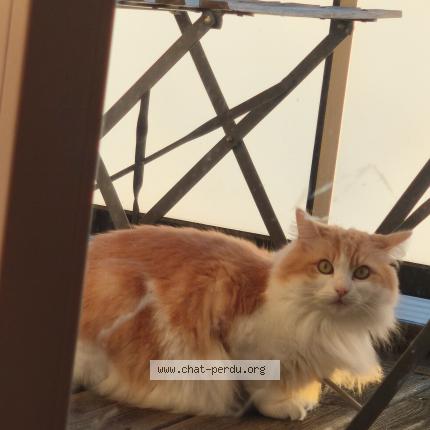 Foto 1/1 Lilli Chat perdido en Toulouse