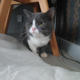 Foto del gato perdido en Usson En Forez