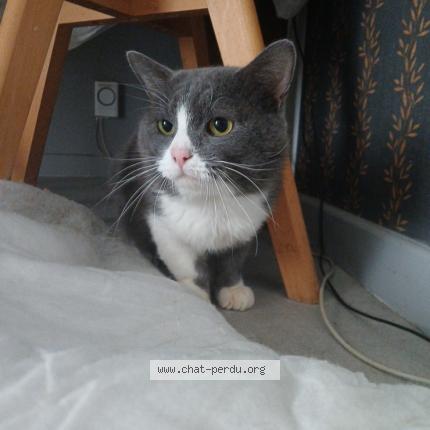 Foto 1/1 Junko Chat perdido en Usson en forez