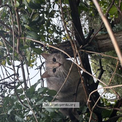 Foto 1/1 Nala Chat perdido en Revel tourdan