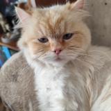 Foto del gato perdido en Othis