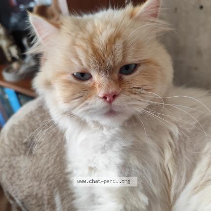 Foto 1/1 Tao Chat perdido en Othis