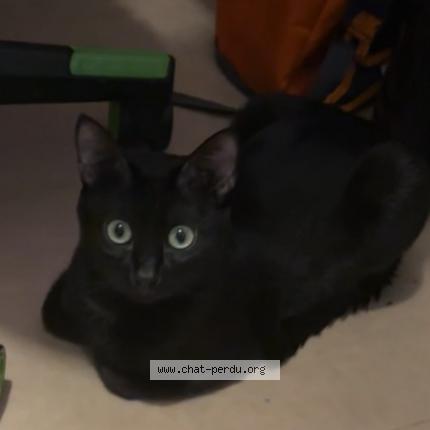 Foto 1/1 Shiro Chat perdido en Aubagne