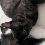 Foto del gato perdido en Dainville