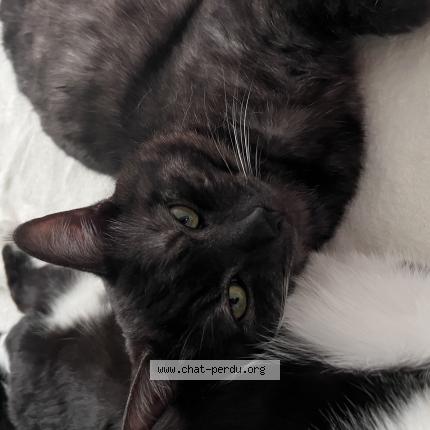 Foto 1/1 Tigrou Chat perdido en Dainville