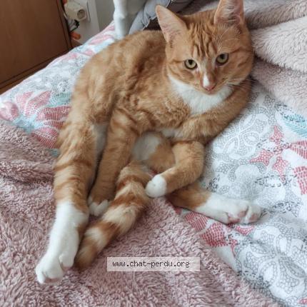 Foto 1/1 Caramel Chat perdido en Chauriat