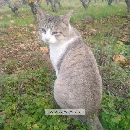 Foto 1/1 Mickey Chat perdido en Saint raphael