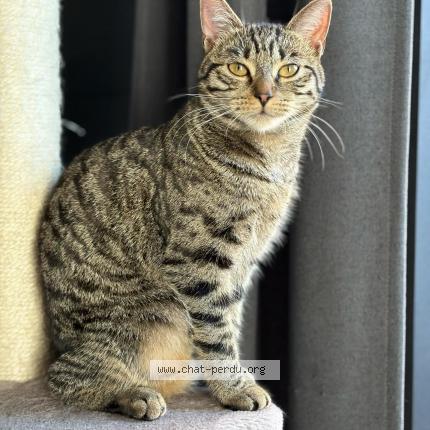 Foto 1/1 Smile Chat perdido en Beloeil