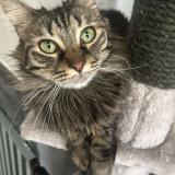 Foto del gato perdido en Roubaix