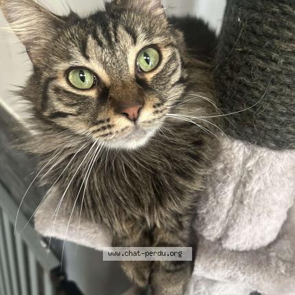 Foto 1/1 Tesla Chat perdido en Roubaix