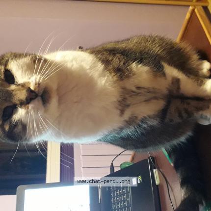 Foto 1/1 Chaton Chat perdido en Acy