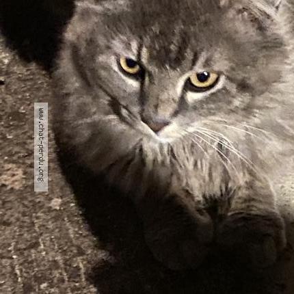 Foto 2/4 Gato encontrado Encontrado en Coudoux