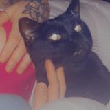 Foto del gato perdido en Saint Victor La Coste