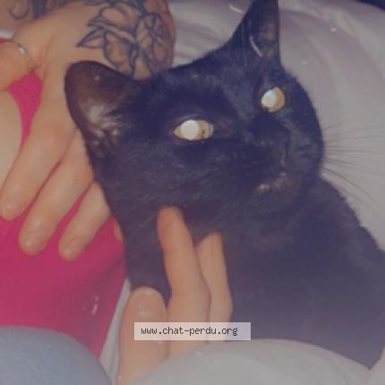 Foto 1/1 Caline Chat perdido en Saint victor la coste