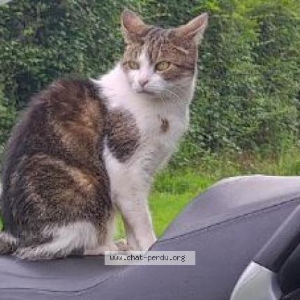 Foto 1/1 Nénette Chat perdido en Parentis en born