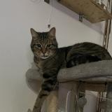 Foto del gato perdido en Somain