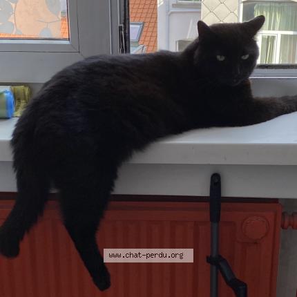 Foto 1/1 Tommy Chat perdido en Schaerbeek