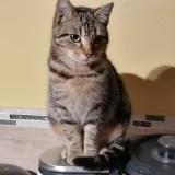 Foto del gato perdido en Plouzevede