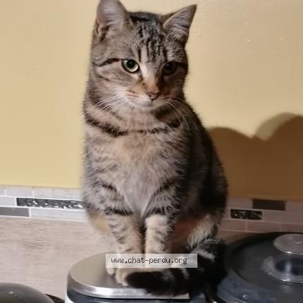 Foto 1/1 LAVANDE Chat perdido en Plouzevede