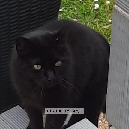 Foto 1/1 Gato encontrado Encontrado en Montigny 76
