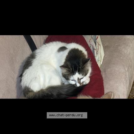 Foto 1/1 Vachette Chat perdido en Labourse