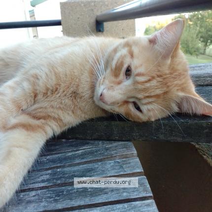 Foto 1/1 Zéphyr Chat perdido en Castelnaud de gratecambe