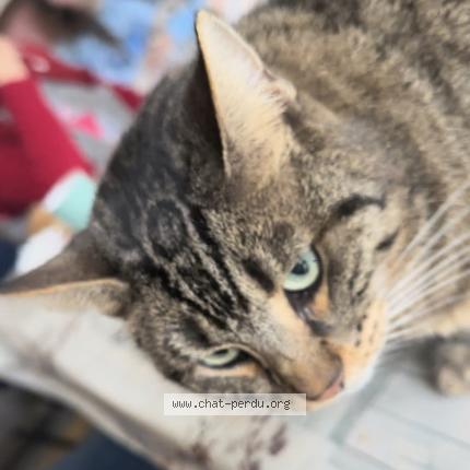 Foto 1/1 Gamma Chat perdido en Vaucresson