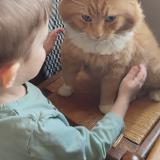 Foto del gato perdido en Le L Habit