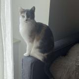 Foto del gato perdido en Louroux Beconnais