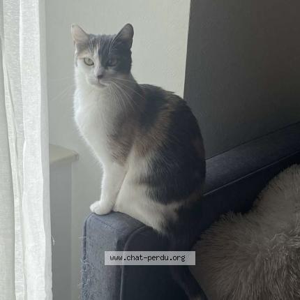 Foto 1/1 Tia Chat perdido en Louroux beconnais