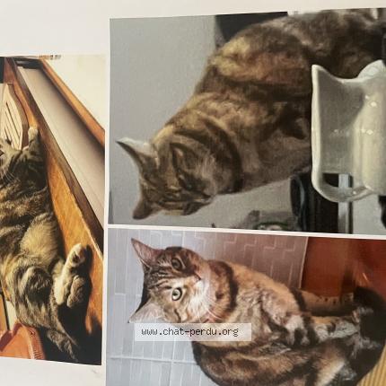 Foto 1/1 Tina Chat perdido en Toulouse